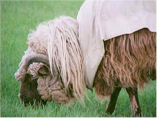 Navajo Churro Ram before shearing
