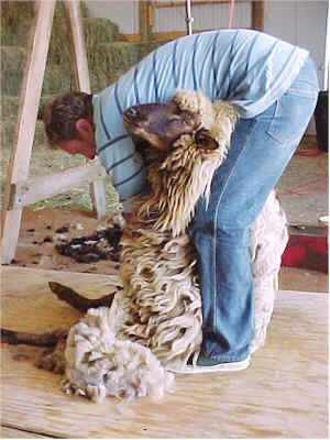 Don Morse shearing sheep