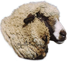 Woolly PB 2