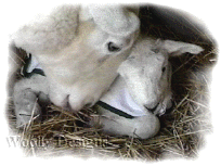 Mother sheep and lamb