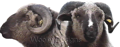 Un-named Ram showing profile and full face